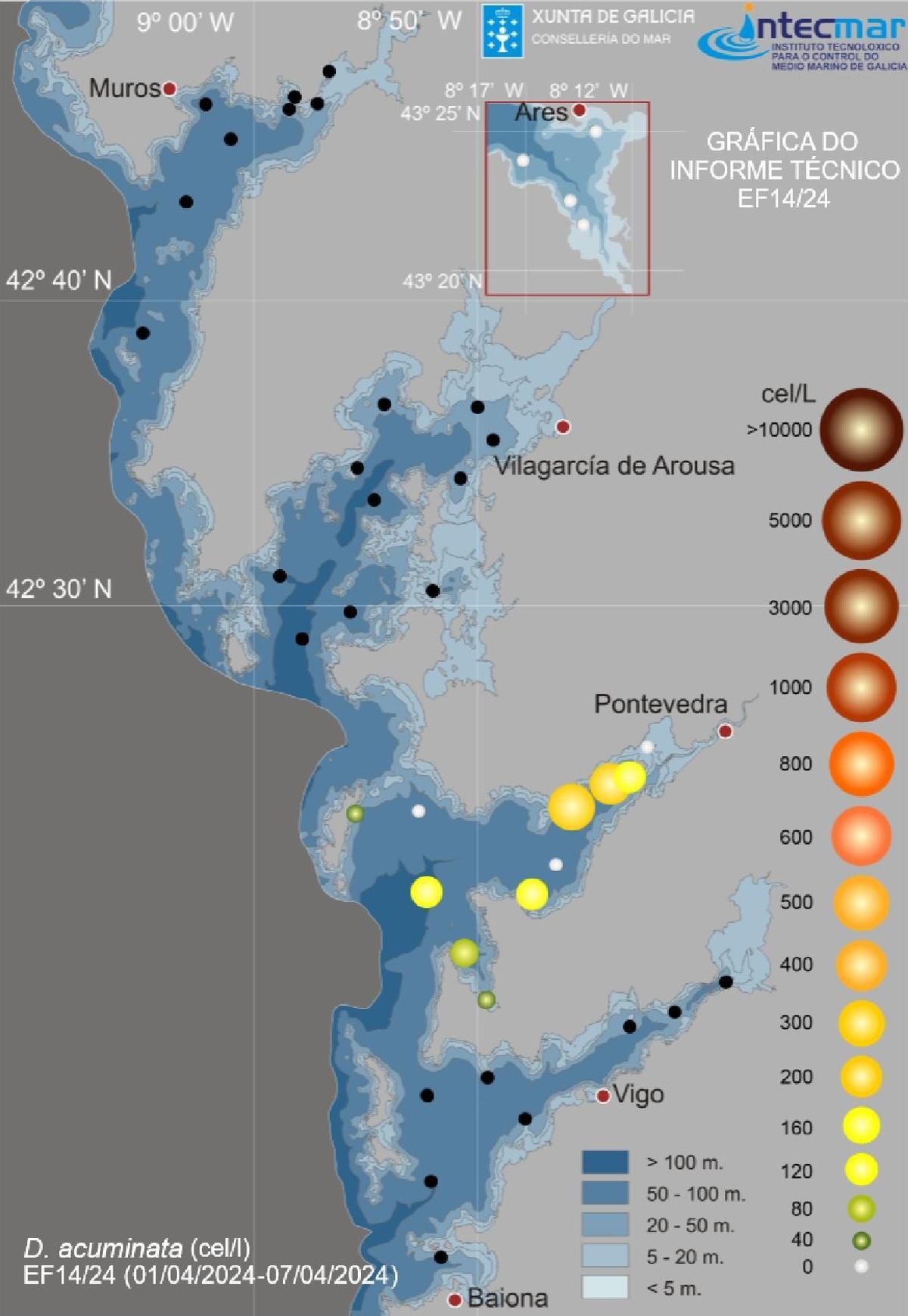 Evolución de “Dinophysis acuminata”, el dinoflagelado más frecuente del género “Dinophysis” en aguas gallegas. Es el causante de la toxina diarreica. Cuanto más grande y oscuro es el círculo, mayor es la cantidad de células que pueden provocar el cierre de bateas.