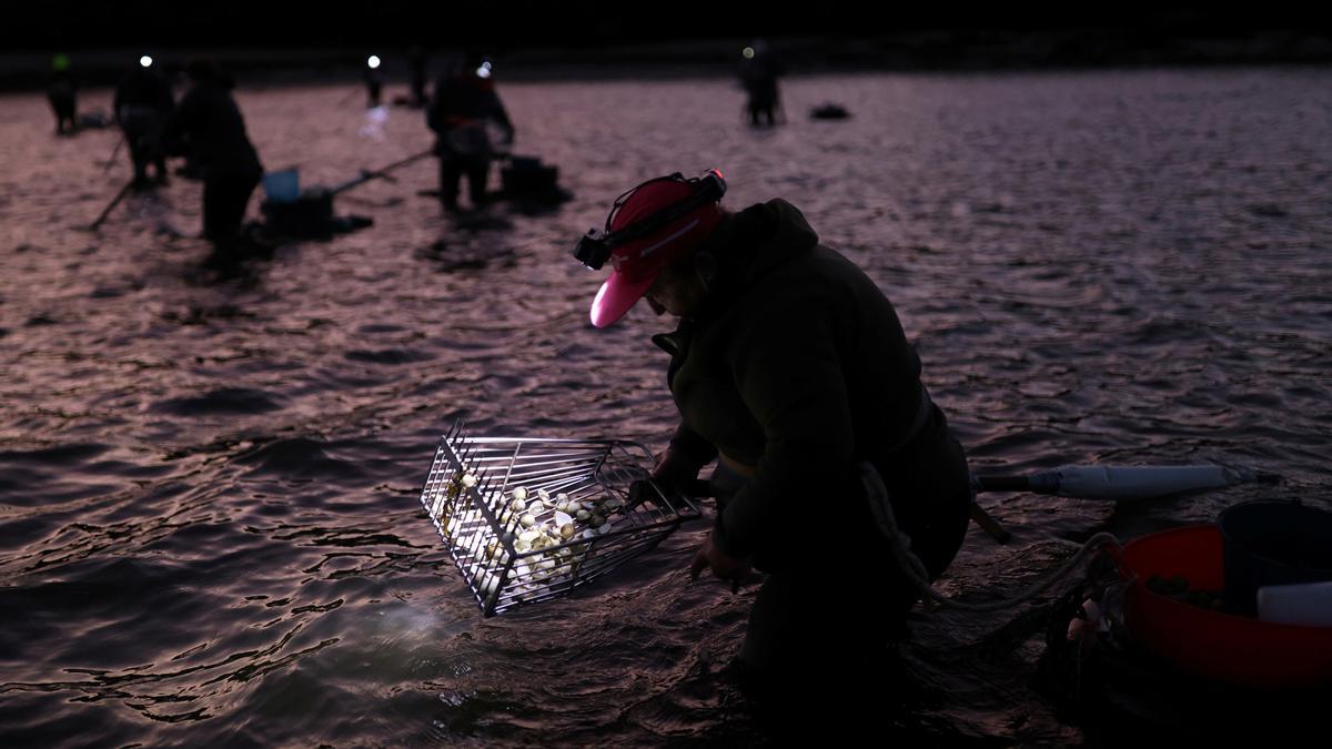 Unas 4000 mujeres trabajan en el marisqueo a pie por las ensenadas de Galicia.