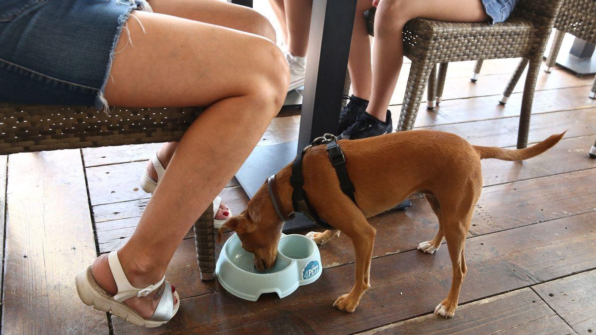 Un perro bebe agua en el restaurante &#039;Unlugar&#039; de Castelldefels (Barcelona), donde admiten mascotas