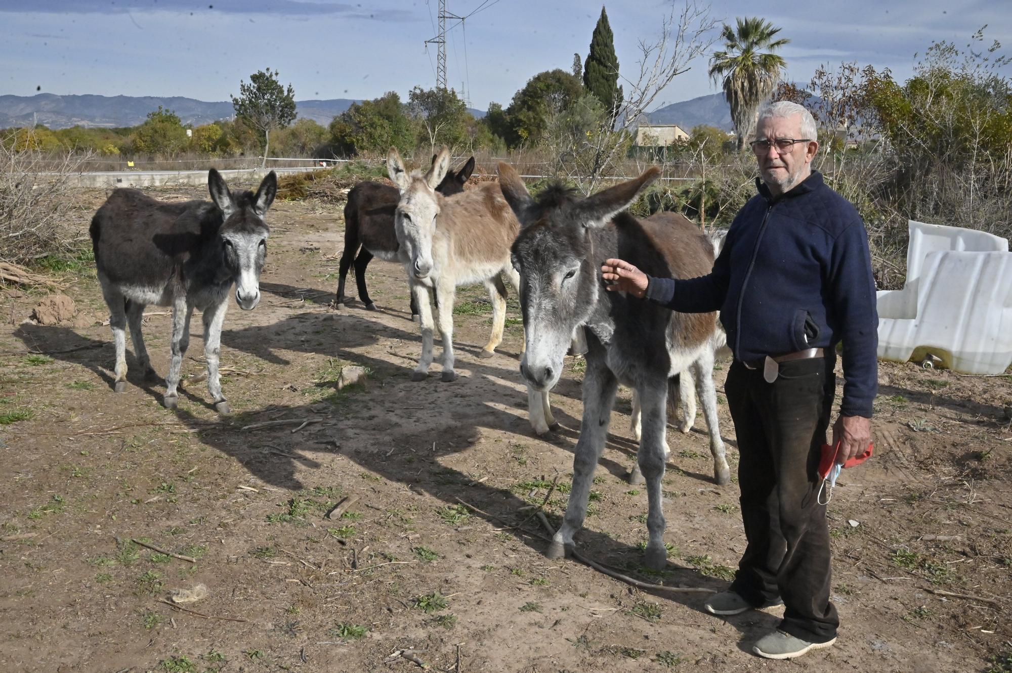 La nueva vida de los burros del Desert de les Palmes, en imágenes