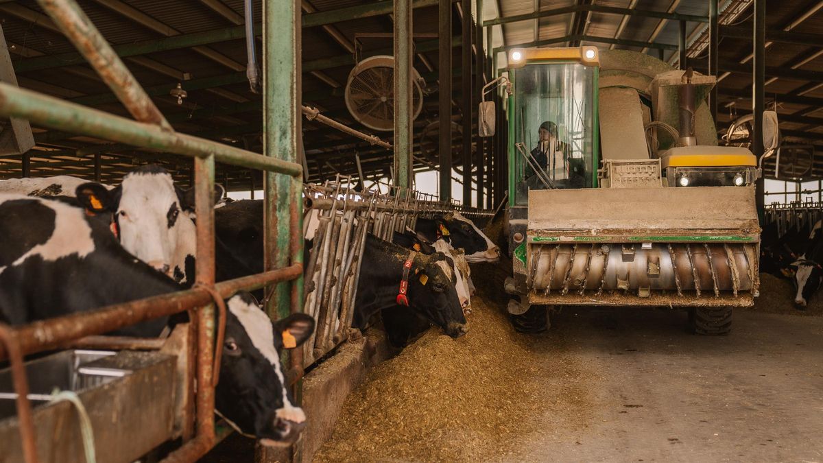 Vacas de la granja La Rinconera (Griñón), donde se produce Leche Madriz.