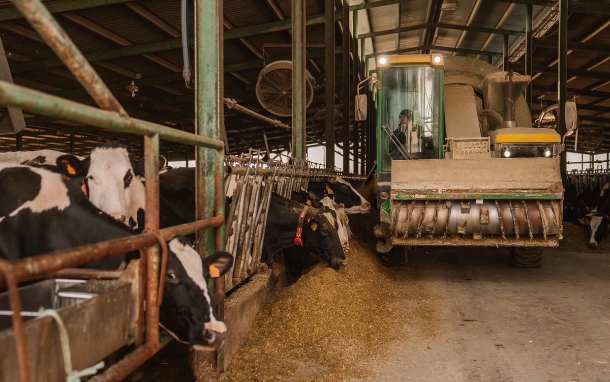 Vacas de la granja La Rinconera (Griñón), donde se produce Leche Madriz.