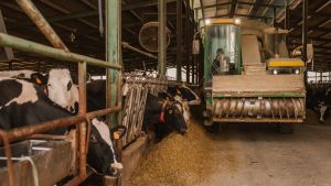 Vacas de la granja La Rinconera (Griñón), donde se produce Leche Madriz.