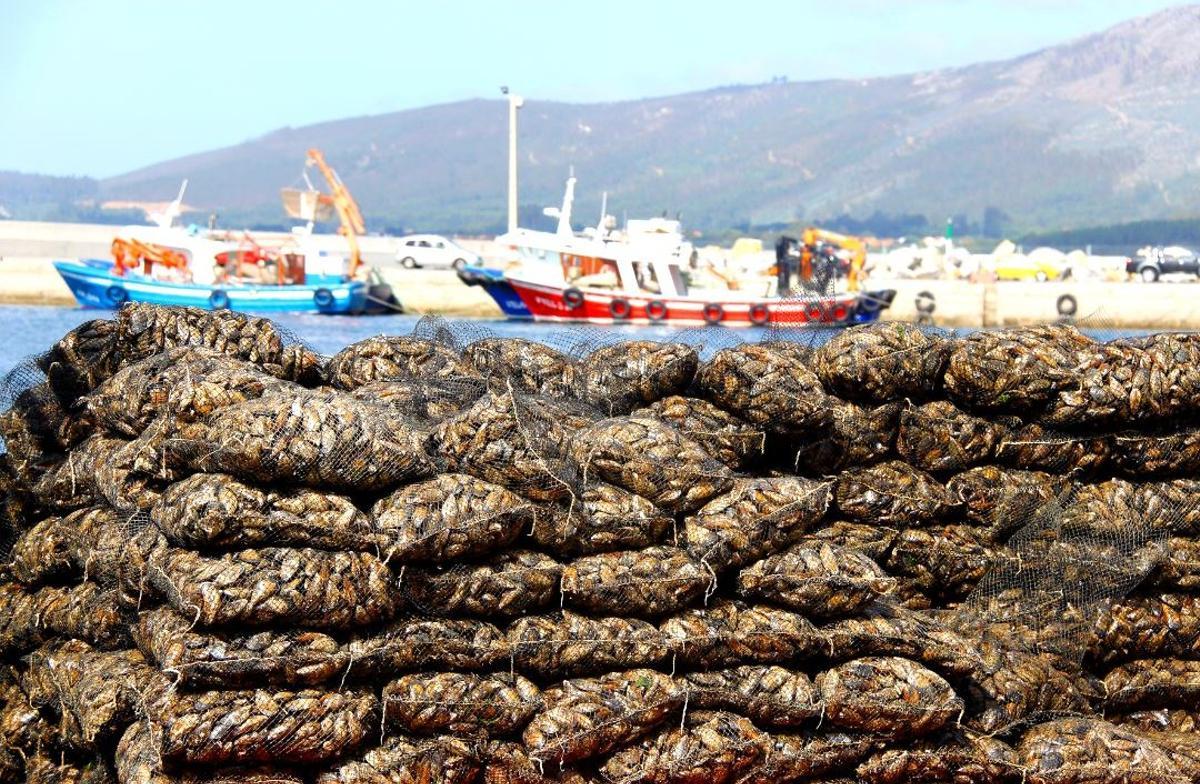 Barbanza-Arousa aposta polo turismo industrial e gastronómico vinculado á conserva e aos viños Terras de Barbanza e Iria.