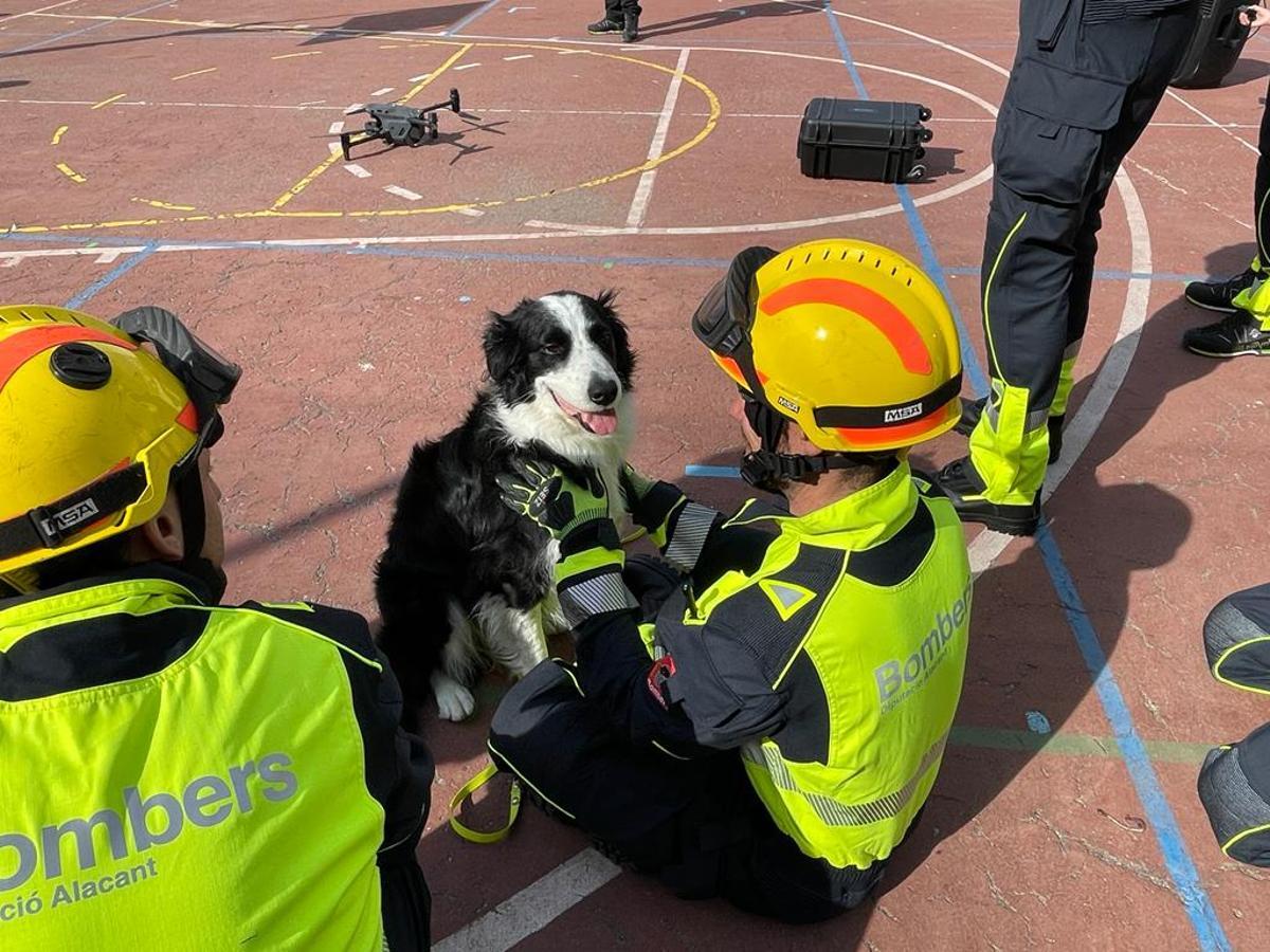 La border collie Puma especialista en rescates ha intervenido en el simulacro de Torreieja.