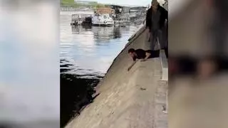 Angustioso rescate a un perro en el río Sena de París