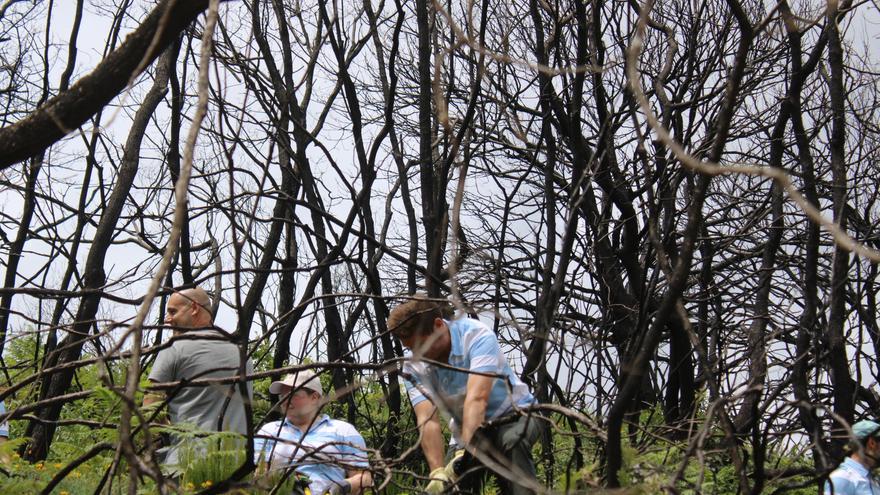 Verde bajo negro en La Culebra: el ecosistema se regenera tras los incendios