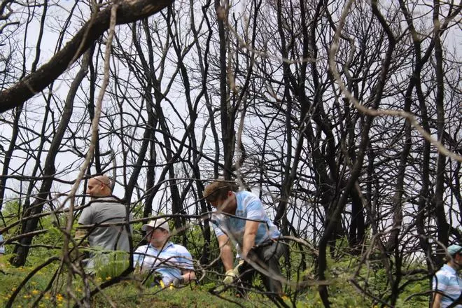 Verde bajo negro en La Culebra: el ecosistema se regenera tras los incendios
