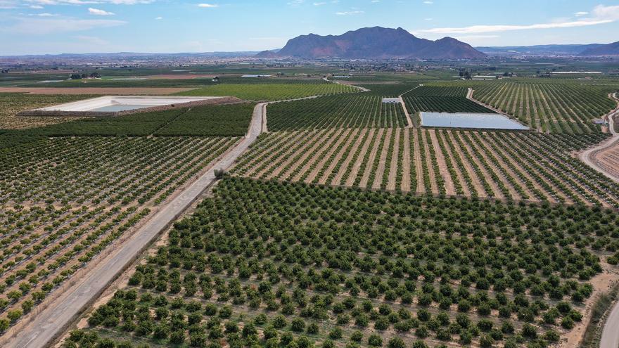 Cultivos de cítricos en el ámbito del Cuarto Canal de Poniento de Riegos de Levante en La Murada regados por el trasvase / Tony Sevilla