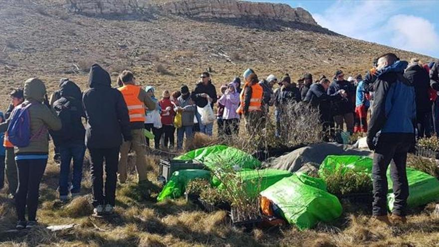 Voluntarios de La Caixa reforestan Ejulve