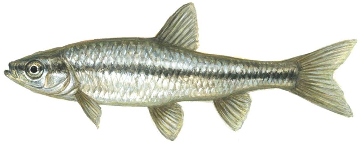 El pseudorasbora, un pez originario de Asia que depreda sobre huevos y alevines de peces nativos.