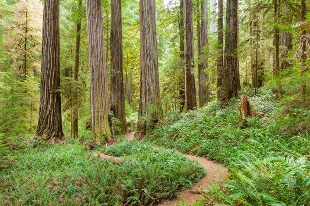 El parque nacional Redwood también se encuentra en el estado de California, a lo largo de toda la costa norte.