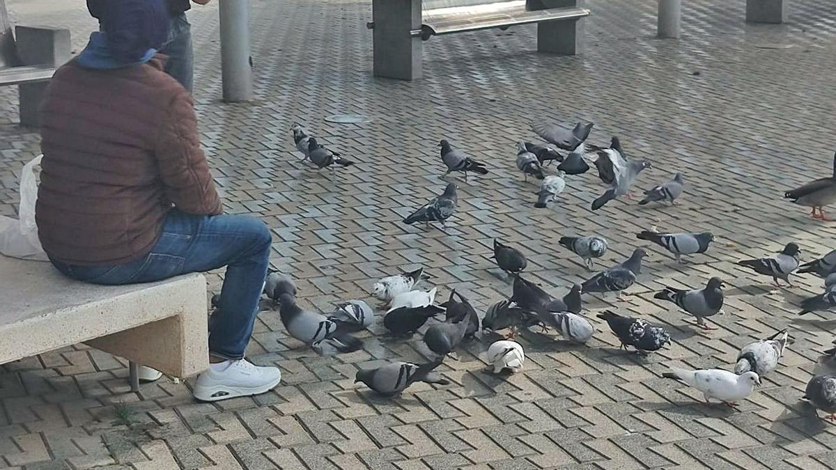 Uno de los dispensadores de alimento a las palomas «cazado» por la Policía Local. | SALUD