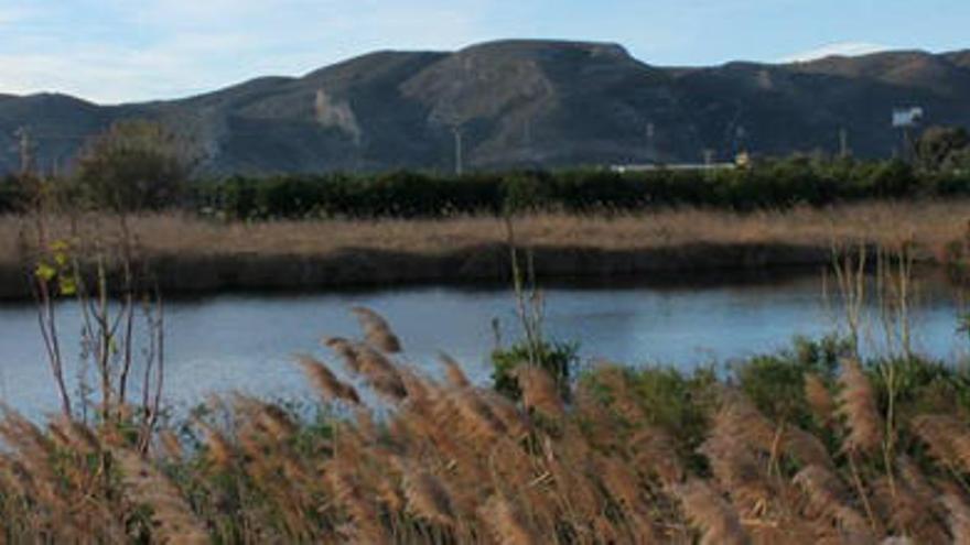 Uno de los «ullals» ubicado en la carretera de la playa, donde se conserva una variada flora y fauna autóctona.