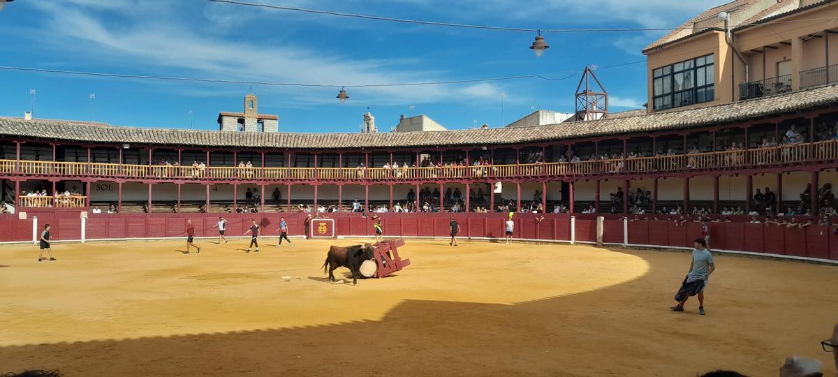GALERÍA | La Fuente de Vino en la plaza de toros de Toro, en imágenes