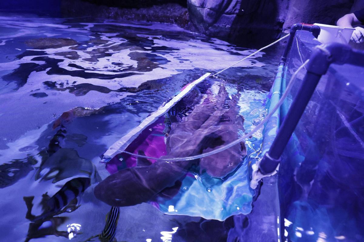 El trabajo de los profesionales del Acuario de Gijón, que alcanza sus 20 años de actividad, en imágenes.