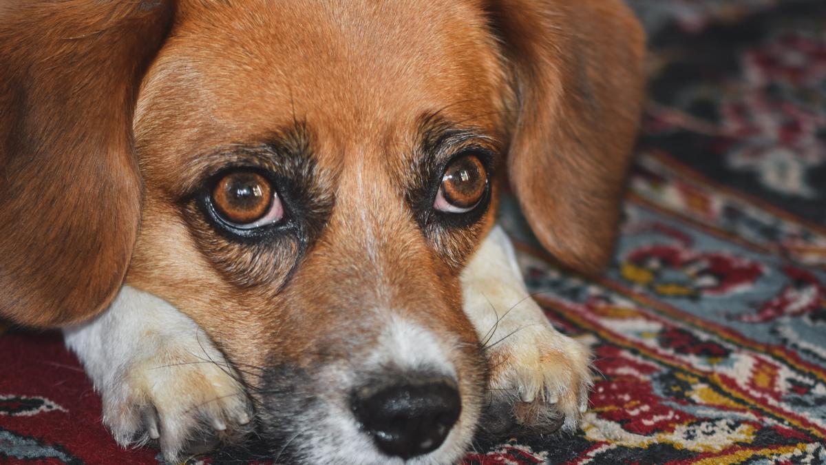 El Beagle es la cuarta raza de perros más populares de España.