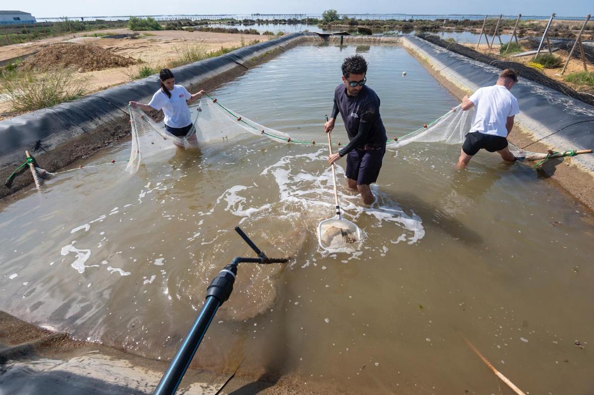 El Delta de l’Ebre reintroducirá de forma experimental la cría de la almeja