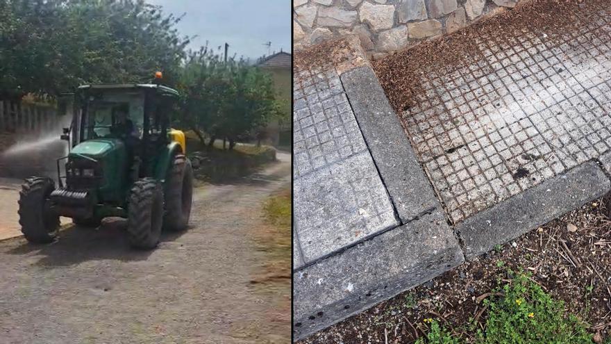 Tineo planta cara a la plaga de gusanos soldados que invade Folgueras de Cornás