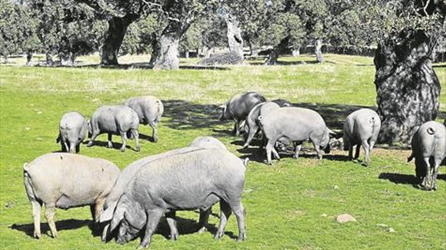 La Junta persigue la rentabilidad del sector del ibérico en la región