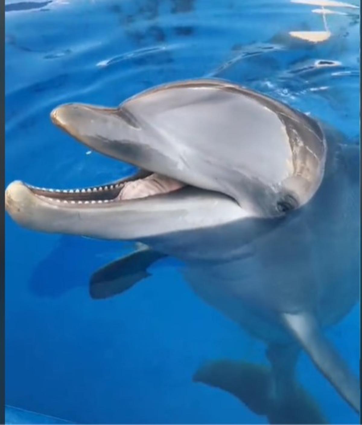 El delfín Aitami, de Marineland MAllorca