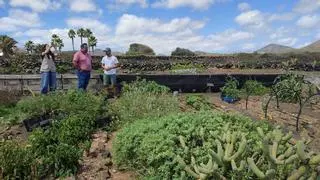 Recuperación de terrenos agrícolas en Lanzarote para impulsar la sostenibilidad y la participación ciudadana