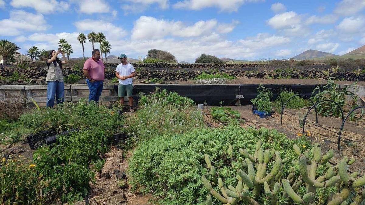 Proyectos de recuperación de terrenos agrícolas en Lanzarote subvencionados por la Reserva de la Biosfera