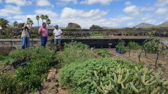 Proyectos de recuperación de terrenos agrícolas en Lanzarote subvencionados por la Reserva de la Biosfera