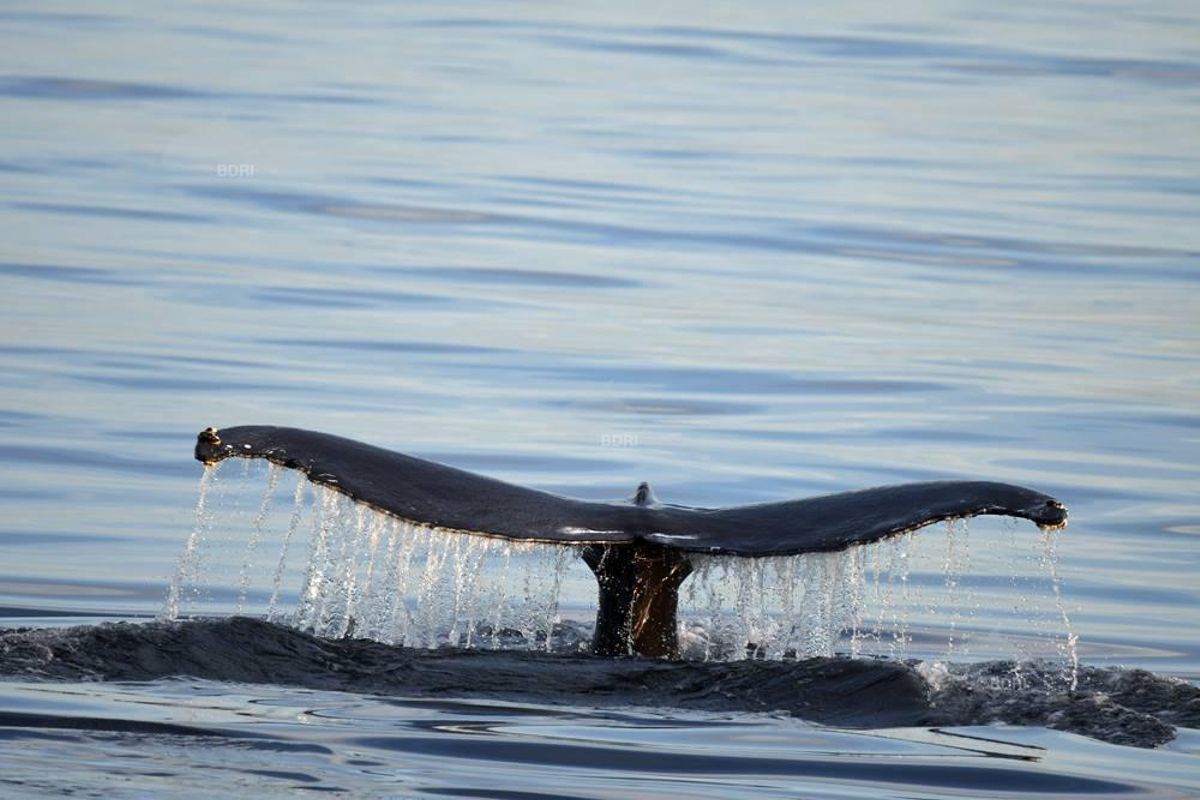 España elige las Rías Baixas para estudiar los movimientos de la ballena azul
