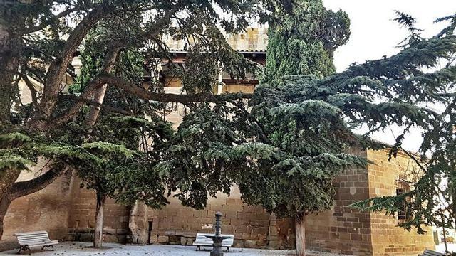 El consistorio está llevando a cabo el estudio en parques y zonas verdes.