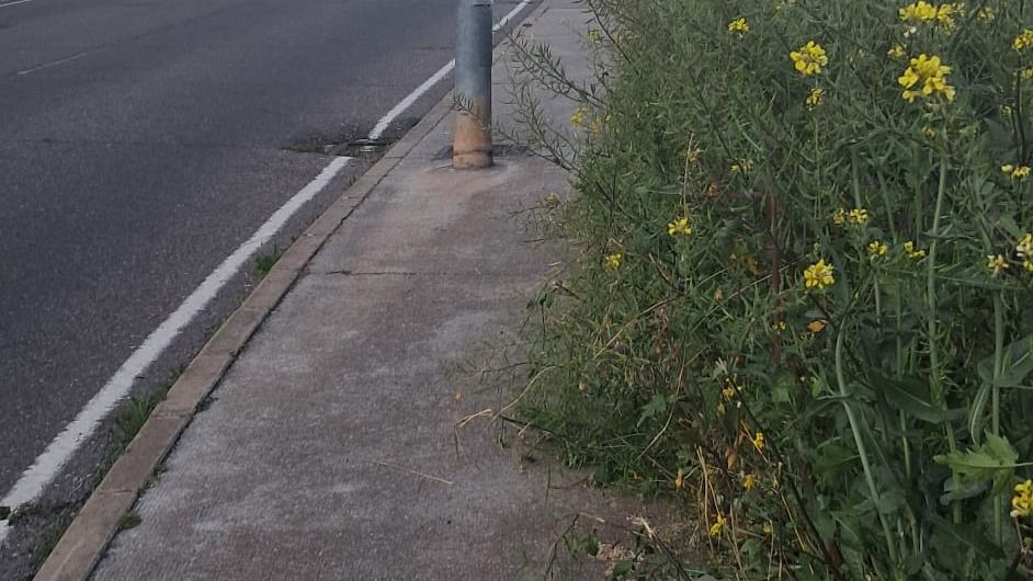 Los vecinos de Alviar en zamora, "hartos" de la maleza descontrolada en sus calles