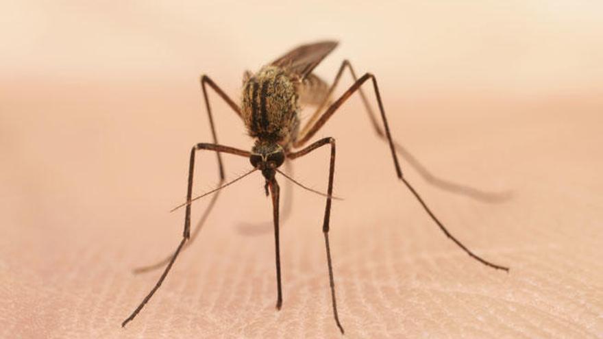 La OCU se pronuncia sobre los repelentes de mosquitos: estos son los que nunca debes usar