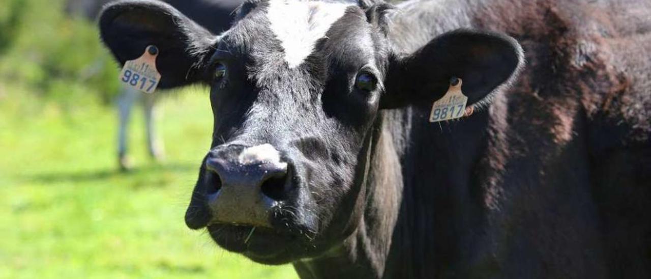 Vacas de una explotación ganadera de leche de Cortegada, en Silleda. // Bernabé/Gutier