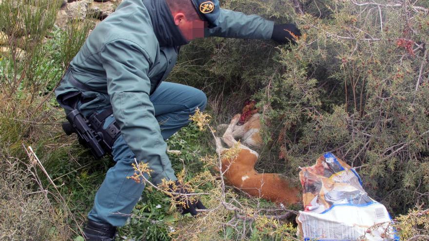 Los perros fueron localizados en el campo con disparos en el cráneo