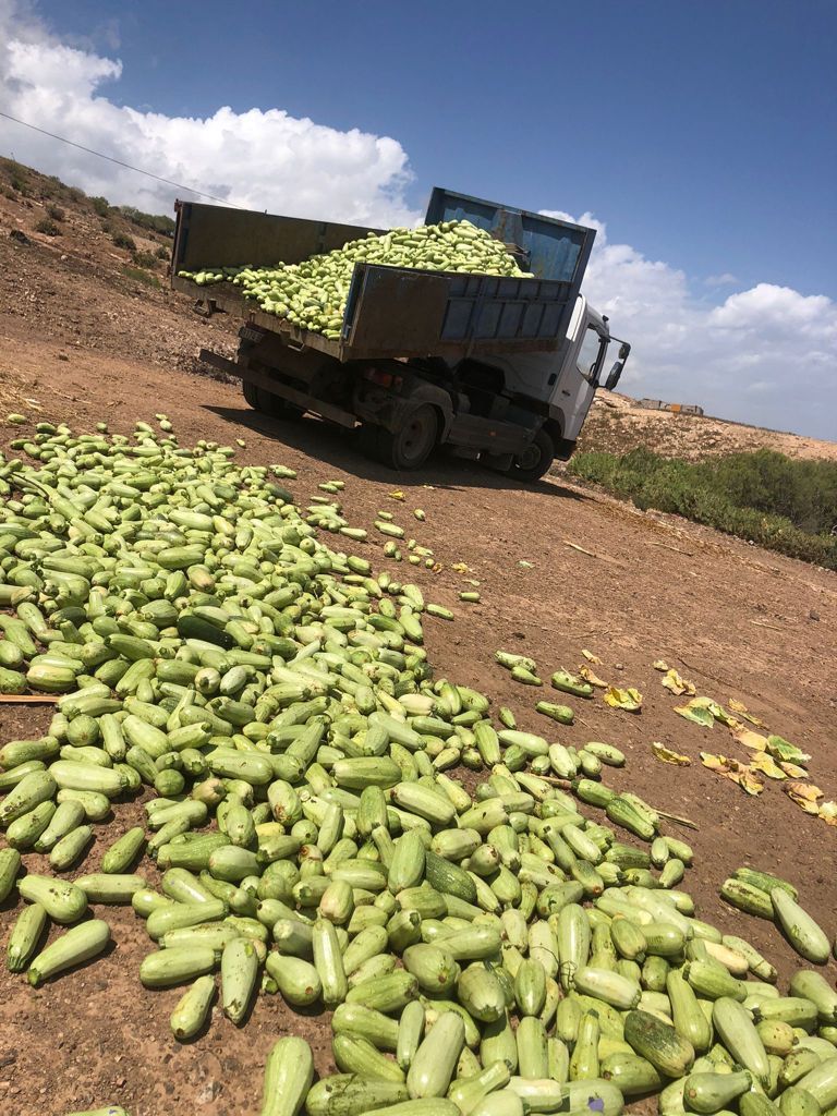 Agricultores tinerfeños tiran kilos de verdura a la basura por los excedentes de producción.