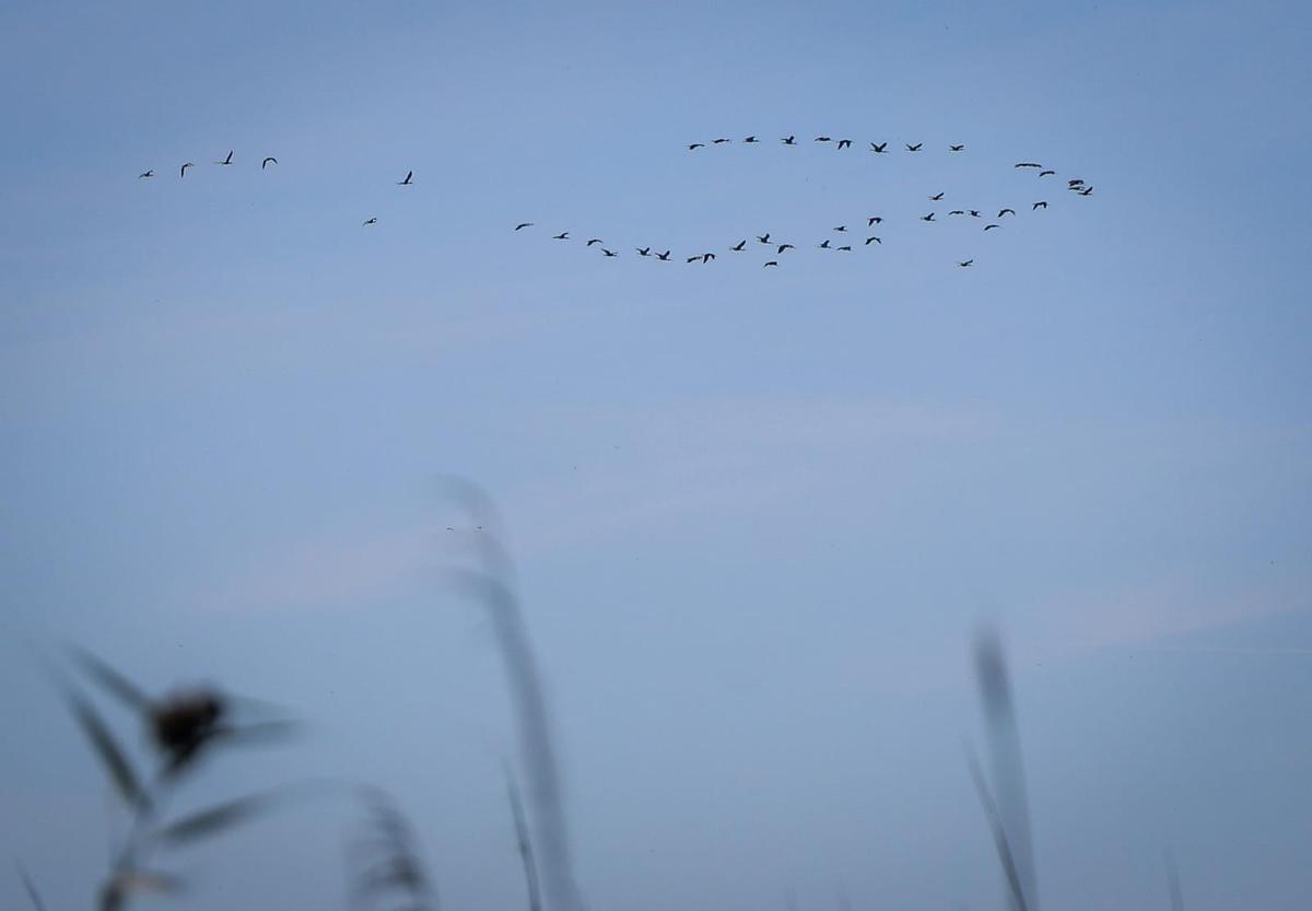 Aves pasan por el cielo sobre el Tancat de la Pipa, que reabre tras un año cerrado por la dana