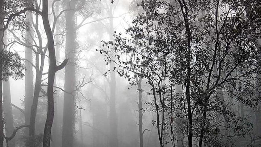 La pluja que cau al bosc s&#039;aprofita més i retorna en forma de deus