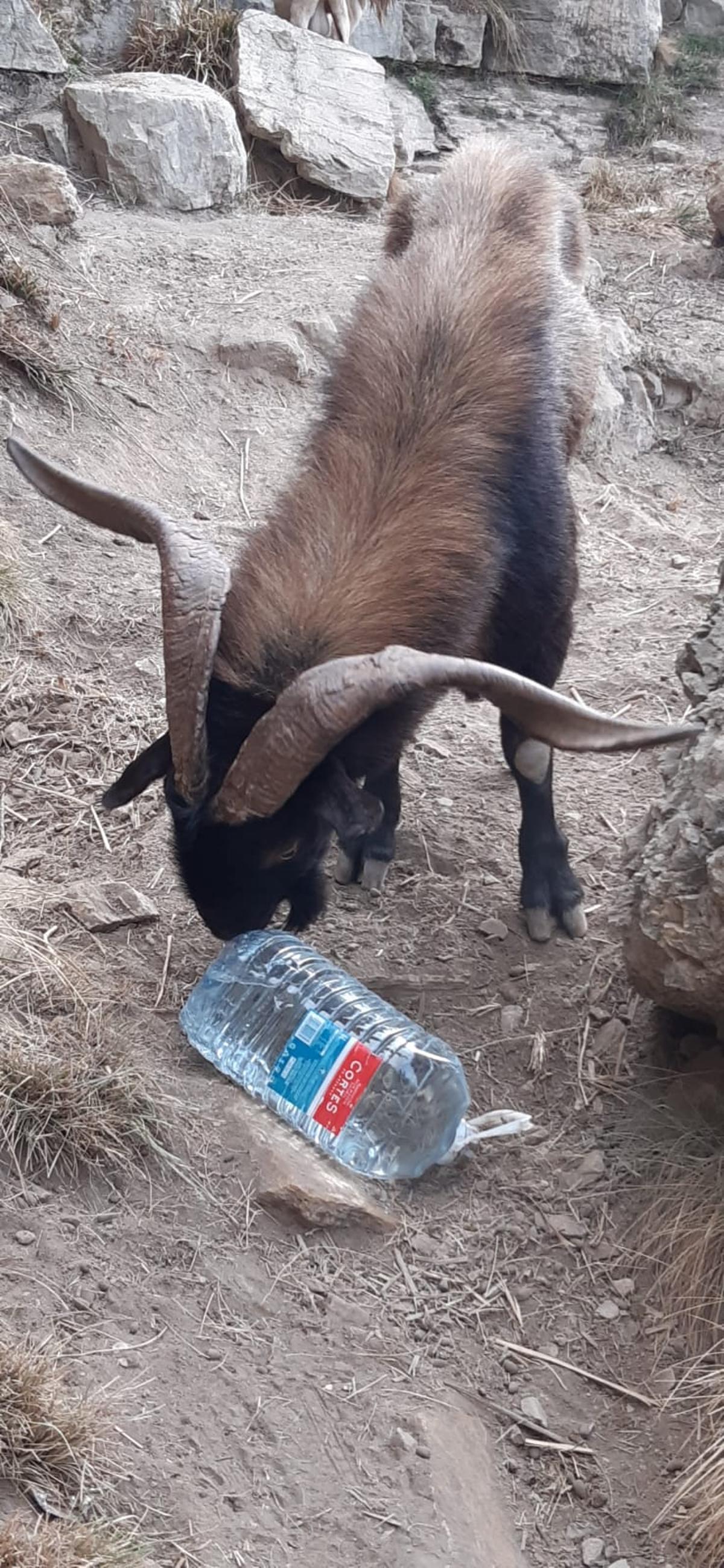 Uno de los animales con una vistosa cornamenta, con una garrafa de agua.