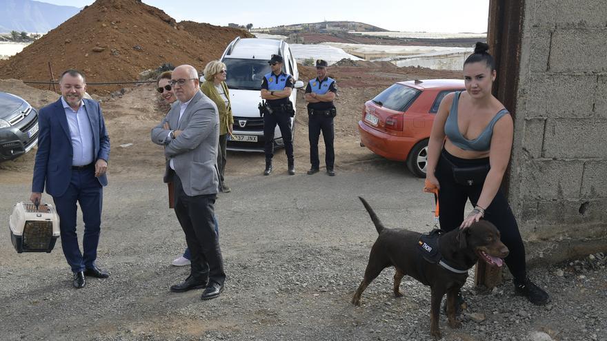 Gáldar tendrá en El Sobradillo un albergue para perros, gatos, ovejas y hasta caballos