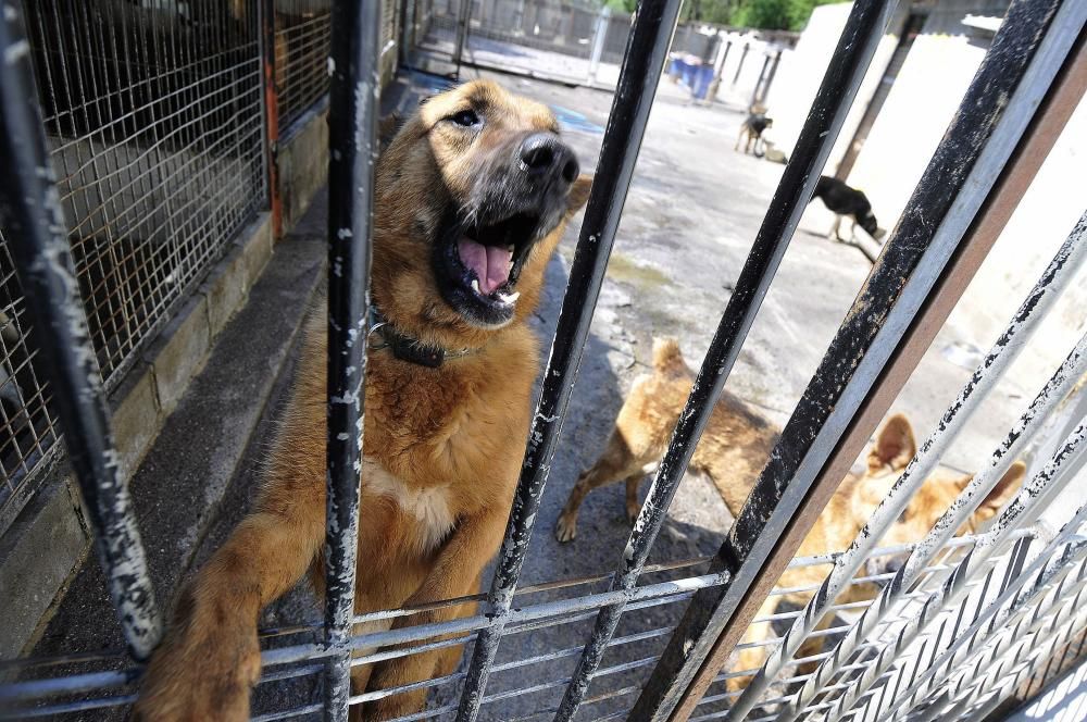 Animales en el albergue de Mieres.