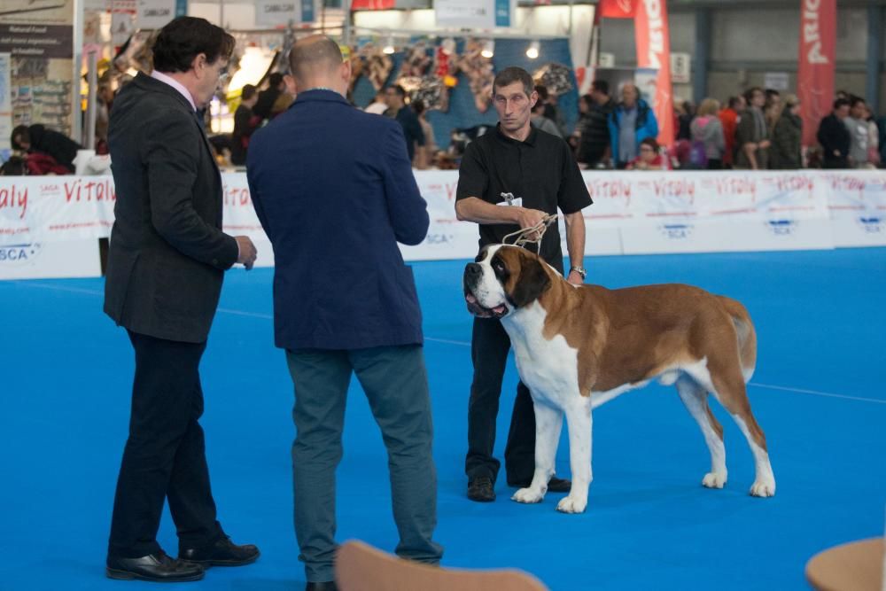 La Mascotada da brillo a Expocachorro