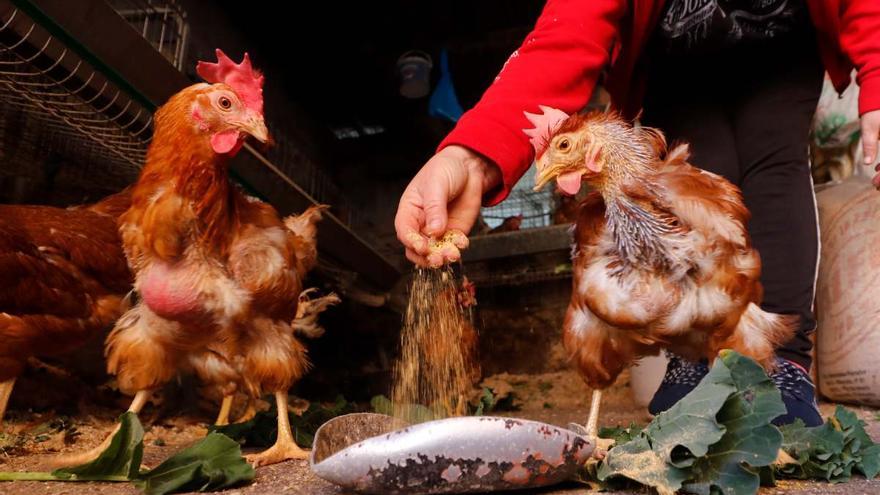 Los científicos desvelan uno de los dichos más populares: ¿Fue antes el huevo o la gallina?