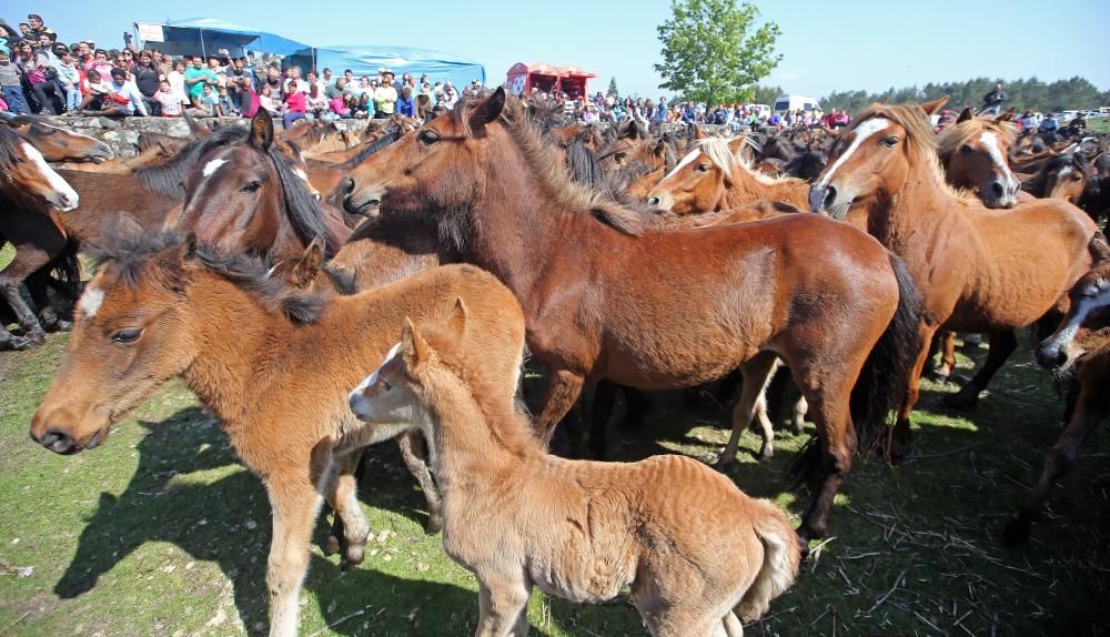 Los ganaderos sanean 300 caballos ante un millar de personas en el primer curro del año en Oia