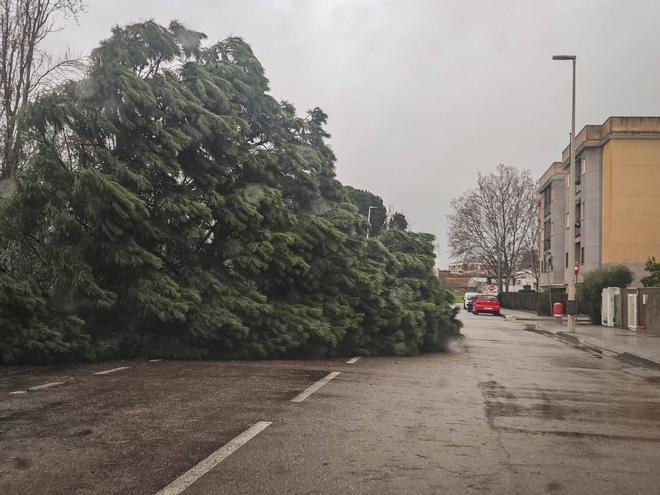 Efectos de la borrasca Leonardo a su paso por Mérida