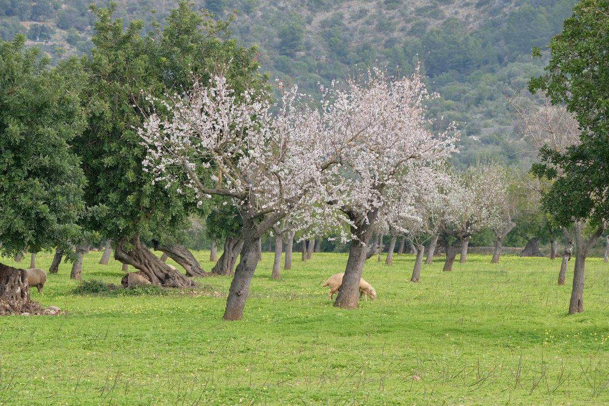 Las fotos de la tardía floración de los almendros en Mallorca Las fotos de la tardía floración de los almendros en Mallorca