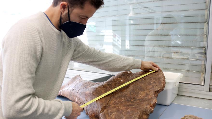 El paleontòleg i director de l&#039;excavació que ha permès recuperar l&#039;Abditosaurus kuehnei, Bernat Vila, mesura un fragment del dinosaure al Museu Miquel Crusafont de l&#039;Institut Català de Paleontologia, a Sabadell