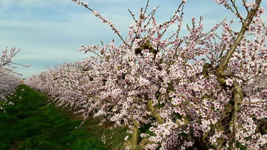 Descubre los senderos de frutales en flor en Madrigalejo