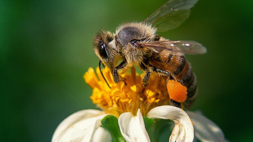 El 75% de la producción agrícola de la UE depende de las abejas, que están en fuerte declive