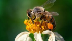 Imagen de archivo de una abeja.