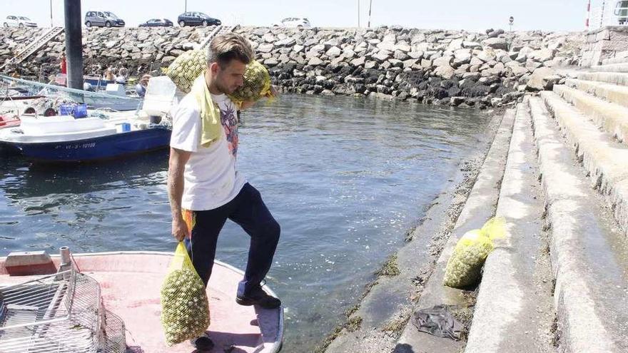 Descarga de sacos de almeja ayer en el puerto de Moaña. // Santos Álvarez